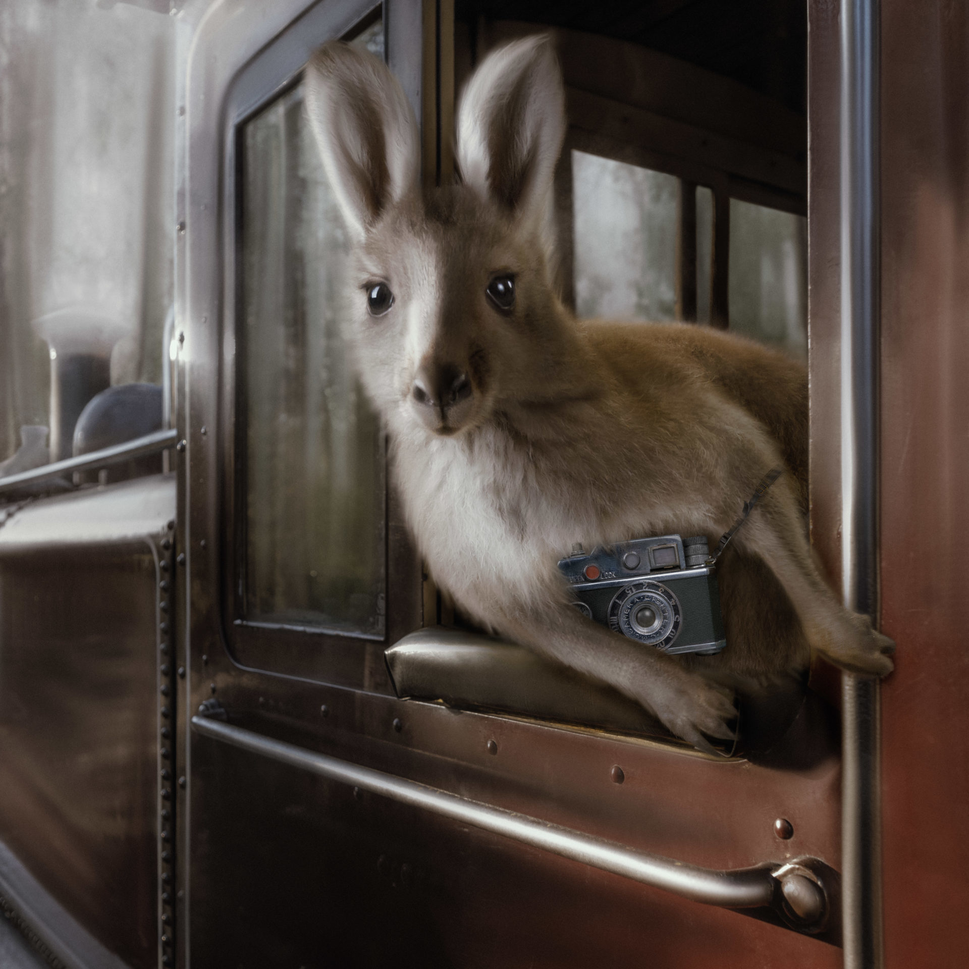 10 Kanga With Camera Flat