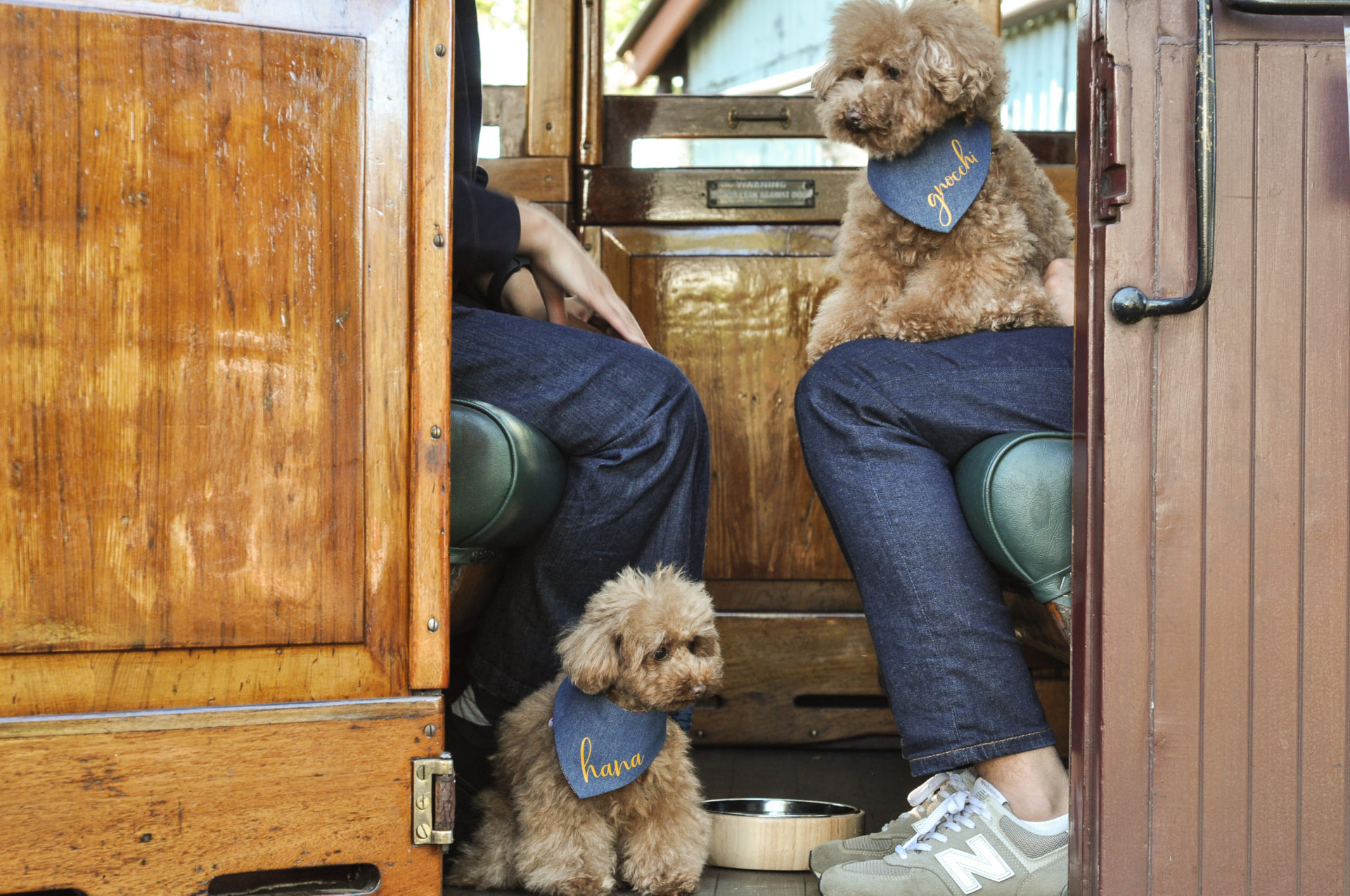 Dog Express 70