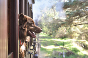 Dog onboard Puffing Billy's carriage. The dog is looking out of the window