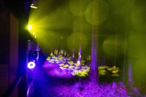 Puffing Billy Train of Lights travels through the Dandenong Ranges. The surrounding bushland is illuminated in pink and lime hues.