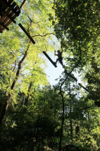 Ropes course high up in the trees, at Treetops Adventure Belgrave