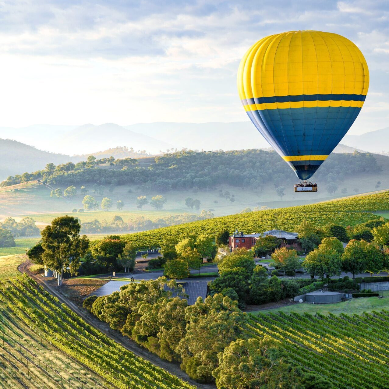 A blue and yellow hot air balloon flying over Yarra Valley, with vines and farmland seen below.