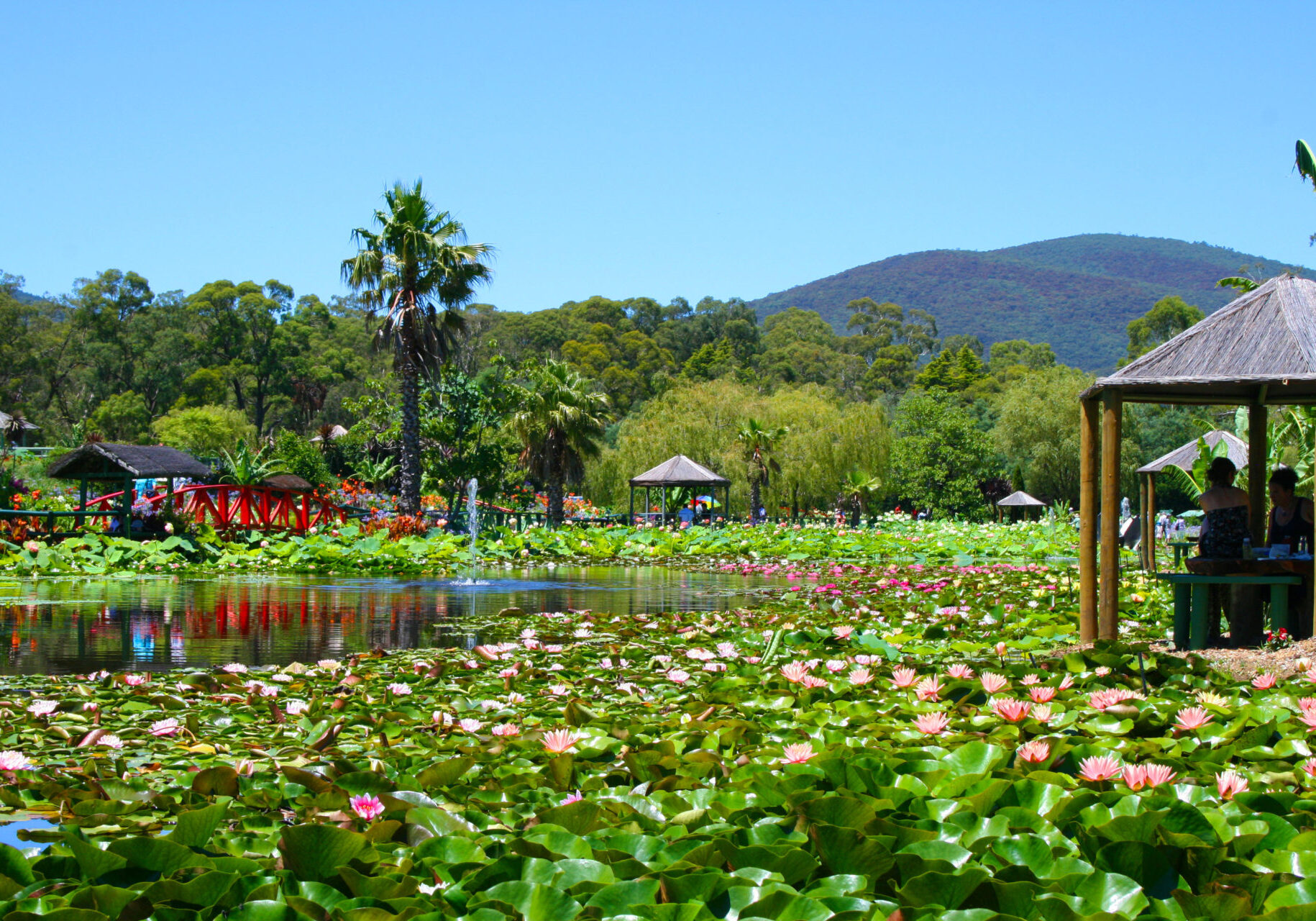 Blue Lotus Water Garden