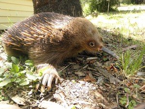 Short beaked Echidna.Photo by Jessica Becher 