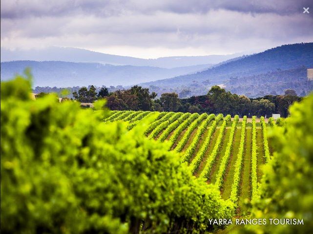 Image taken in the Yarra Valley